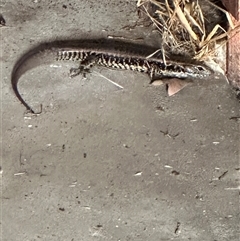 Eulamprus quoyii (Eastern Water Skink) at Kangaroo Valley, NSW - 19 Dec 2024 by lbradley