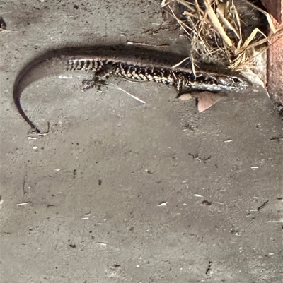 Eulamprus quoyii (Eastern Water Skink) at Kangaroo Valley, NSW - 19 Dec 2024 by lbradley