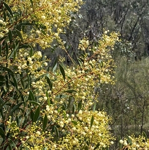 Acacia penninervis var. penninervis at Tharwa, ACT - 12 Dec 2024