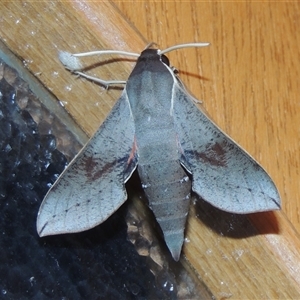 Hippotion scrofa at Conder, ACT - 27 Mar 2024