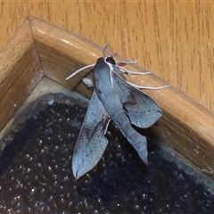 Hippotion scrofa at Conder, ACT - 27 Mar 2024