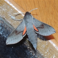 Hippotion scrofa at Conder, ACT - 27 Mar 2024