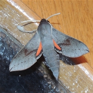 Hippotion scrofa at Conder, ACT - 27 Mar 2024