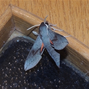 Hippotion scrofa at Conder, ACT - 27 Mar 2024