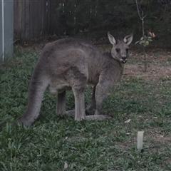 Macropus giganteus (Eastern Grey Kangaroo) at Conder, ACT - 14 Apr 2024 by MichaelBedingfield