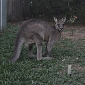 Macropus giganteus at Conder, ACT - 14 Apr 2024