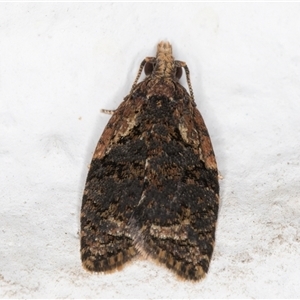 Capua intractana at Melba, ACT - 15 Dec 2024 09:53 PM