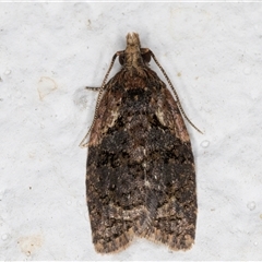 Capua intractana at Melba, ACT - 15 Dec 2024 09:53 PM