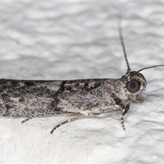 Nephopterix melanostyla (A Pyralid or Snout Moth) at Melba, ACT - 15 Dec 2024 by kasiaaus