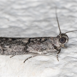 Nephopterix melanostyla at Melba, ACT - 15 Dec 2024