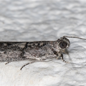 Nephopterix melanostyla at Melba, ACT - 15 Dec 2024 09:55 PM