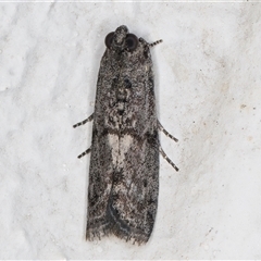 Nephopterix melanostyla at Melba, ACT - 15 Dec 2024