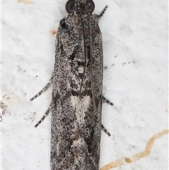 Nephopterix melanostyla at Melba, ACT - 15 Dec 2024