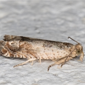 Crocidosema plebejana (Cotton Tipworm Moth) at Melba, ACT by kasiaaus