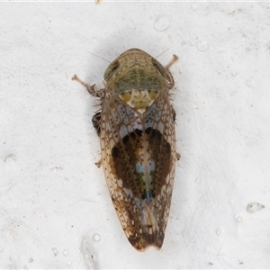 Unidentified Leafhopper or planthopper (Hemiptera, several families) at Melba, ACT by kasiaaus