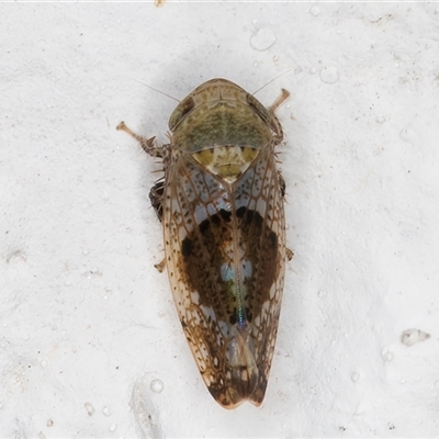 Hishimonus (genus) (A leafhopper) at Melba, ACT - 15 Dec 2024 by kasiaaus