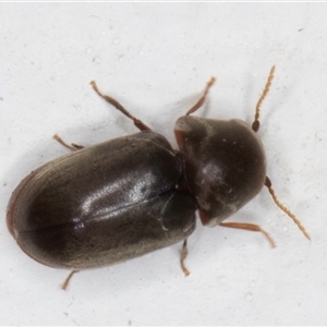 Secretipes xanthorrhoeae (A Ptinidae beetle) at Melba, ACT by kasiaaus