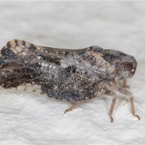 Massila sp. (genus) at Melba, ACT by kasiaaus