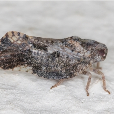 Massila sp. (genus) (Unidentified Massila planthopper) at Melba, ACT - 15 Dec 2024 by kasiaaus