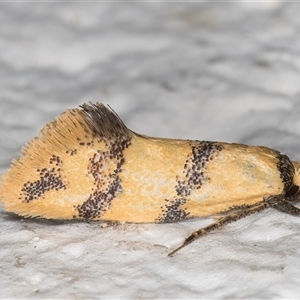 Psaroxantha calligenes at Melba, ACT - 15 Dec 2024