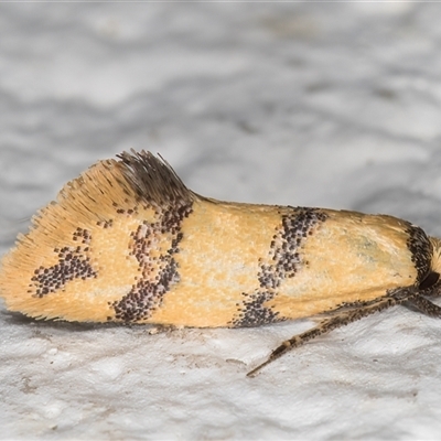 Psaroxantha calligenes (Wingia Group) at Melba, ACT - 15 Dec 2024 by kasiaaus