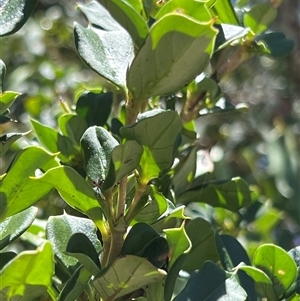 Coprosma hirtella at Kaputar, NSW by JimL