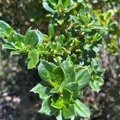 Coprosma hirtella at Kaputar, NSW - 19 Dec 2024