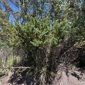 Coprosma hirtella at Kaputar, NSW - 19 Dec 2024