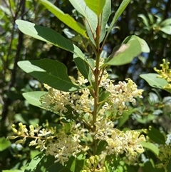 Lomatia arborescens at Kaputar, NSW - 19 Dec 2024 by JimL