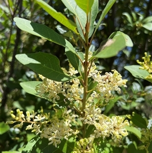 Lomatia arborescens at Kaputar, NSW by JimL