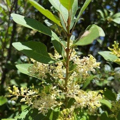 Lomatia arborescens at Kaputar, NSW - 19 Dec 2024 by JimL