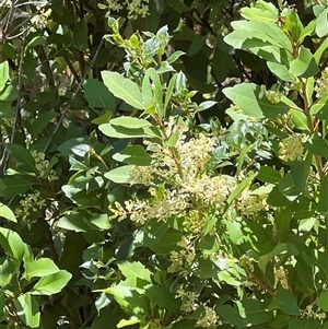 Lomatia arborescens at Kaputar, NSW - 19 Dec 2024 12:50 PM