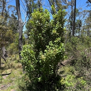 Lomatia arborescens at Kaputar, NSW - 19 Dec 2024 12:50 PM