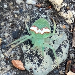 Araneus circulissparsus (species group) at O'Connor, ACT - 19 Dec 2024