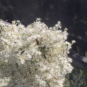 Neorrhina punctata (Spotted flower chafer) at Lyons, ACT by ran452