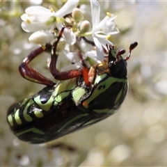 Eupoecila australasiae (Fiddler Beetle) at Lyons, ACT - 18 Dec 2024 by ran452