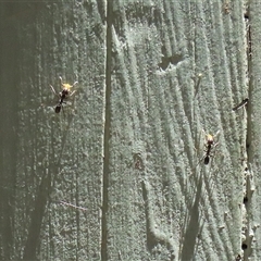 Formicidae (family) (Unidentified ant) at Fyshwick, ACT - 18 Dec 2024 by RodDeb