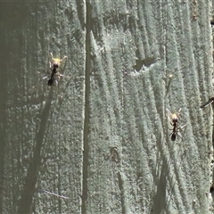 Formicidae (family) at Fyshwick, ACT - 18 Dec 2024