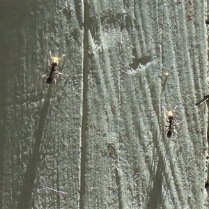 Formicidae (family) at Fyshwick, ACT - 18 Dec 2024