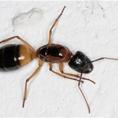 Camponotus consobrinus (Banded sugar ant) at Melba, ACT - 15 Dec 2024 by kasiaaus