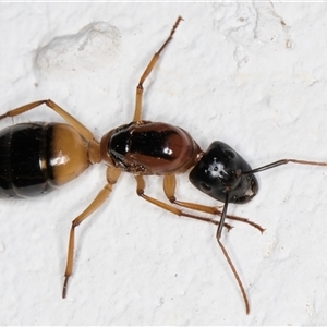 Camponotus consobrinus (Banded sugar ant) at Melba, ACT by kasiaaus