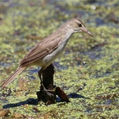 Acrocephalus australis (Australian Reed-Warbler) at Fyshwick, ACT - 18 Dec 2024 by RodDeb