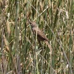 Acrocephalus australis at Fyshwick, ACT - 18 Dec 2024 01:39 PM