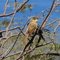 Acrocephalus australis at Fyshwick, ACT - 18 Dec 2024 01:39 PM