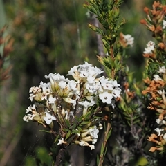 Epacris paludosa (Alpine Heath) at Cotter River, ACT - 14 Dec 2024 by RAllen