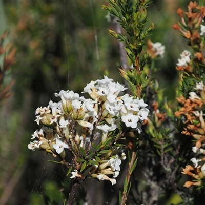 Epacris paludosa at Cotter River, ACT - 14 Dec 2024 by RAllen