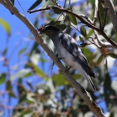 Coracina novaehollandiae (Black-faced Cuckooshrike) at Fyshwick, ACT - 18 Dec 2024 by RodDeb