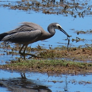 Egretta novaehollandiae (White-faced Heron) at Fyshwick, ACT by RodDeb