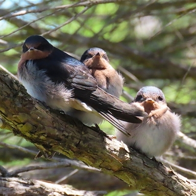 Hirundo neoxena (Welcome Swallow) at Fyshwick, ACT - 18 Dec 2024 by RodDeb