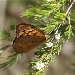 Heteronympha merope (Common Brown Butterfly) at Fyshwick, ACT - 18 Dec 2024 by RodDeb